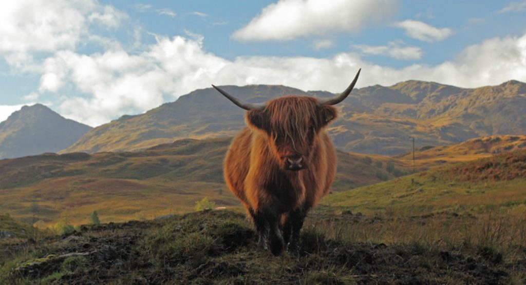 large 11 Scotline Tours Highland Cow Scotland Loch Ness Tour 1024x556 2